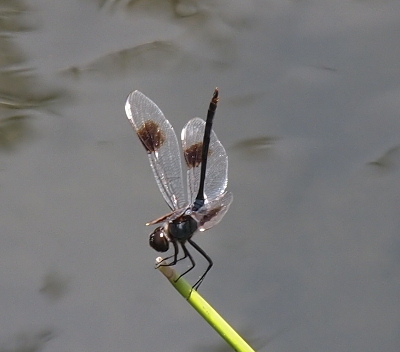 [This dragonfly perched on the end of a stick near the water has a dark body and a brown spot near the center of each otherwise clear wing, except for the pterostigma which is white.]